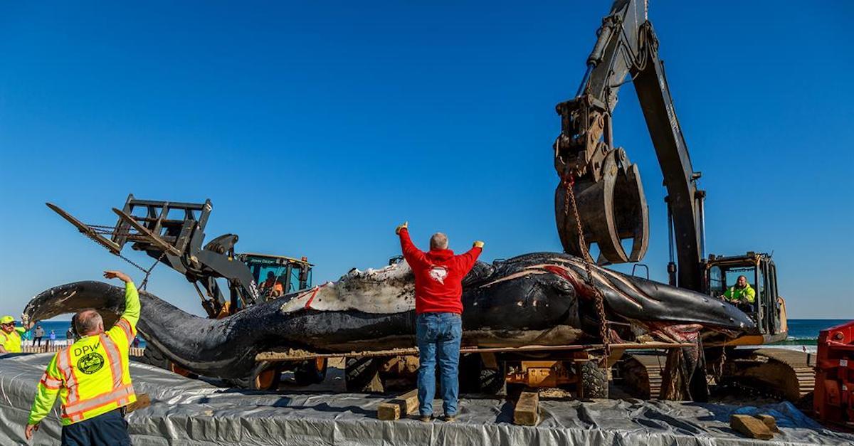 Beached Humpback Whale