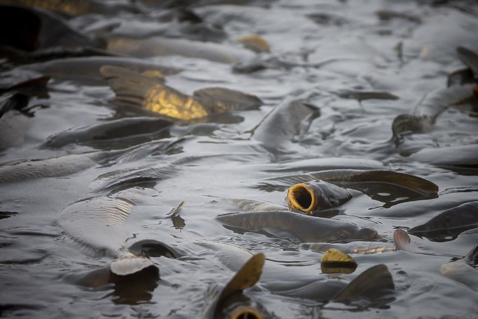 Carp swimming