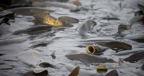 Invasive Fish Species That You Should Know About