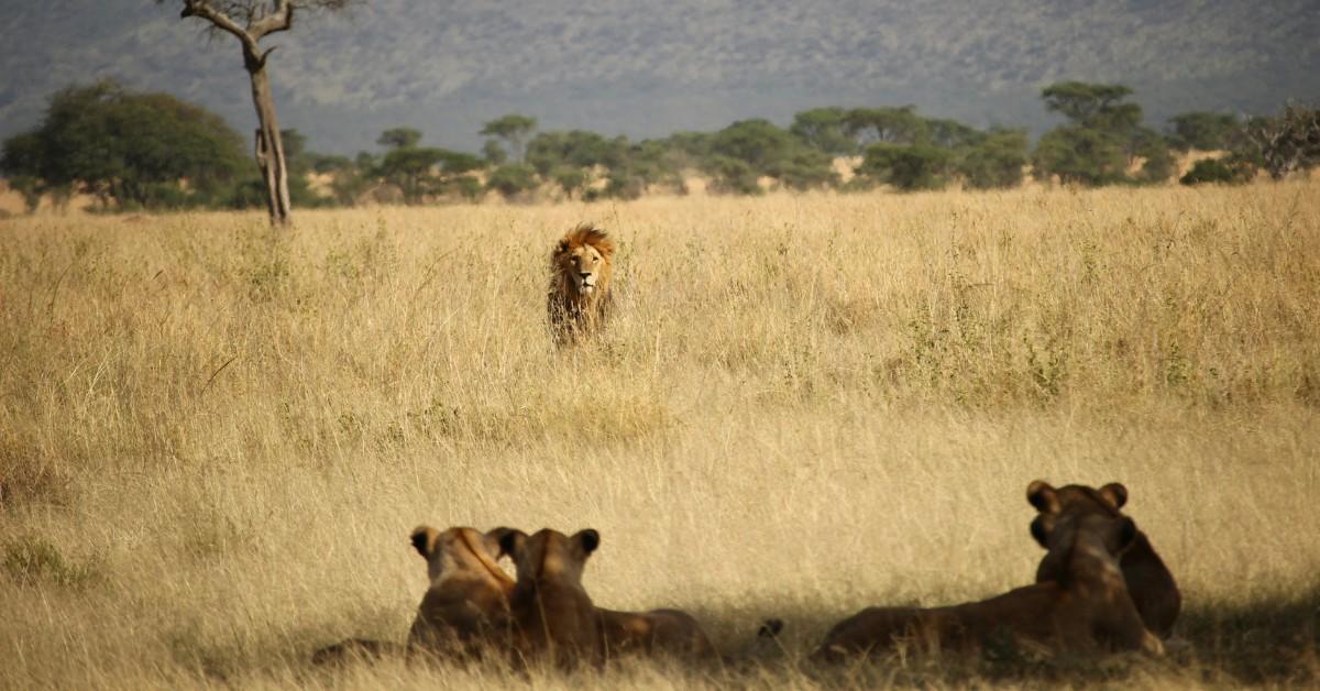 A lion walks towards three tigers resting in the tall grass