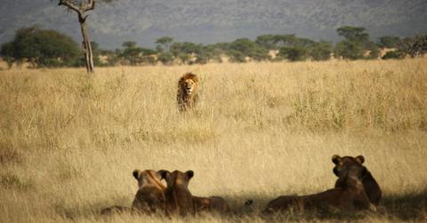 A lion walks towards three tigers resting in the tall grass