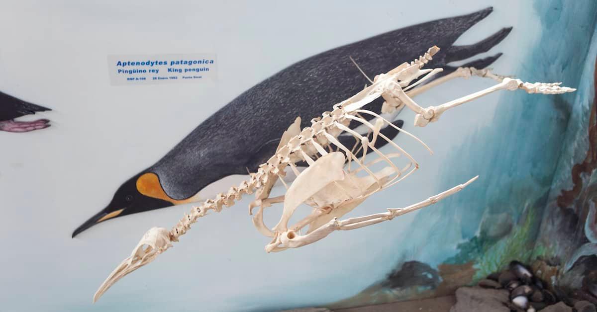 Skeleton of a King penguin with a penguin mural behind it, in the Acatushún Museum 