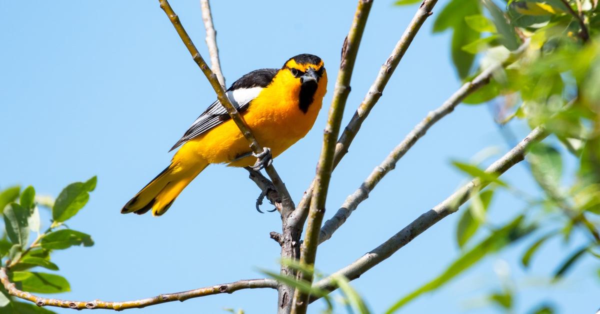 Bullocks Oriole perched on a tree branch. 