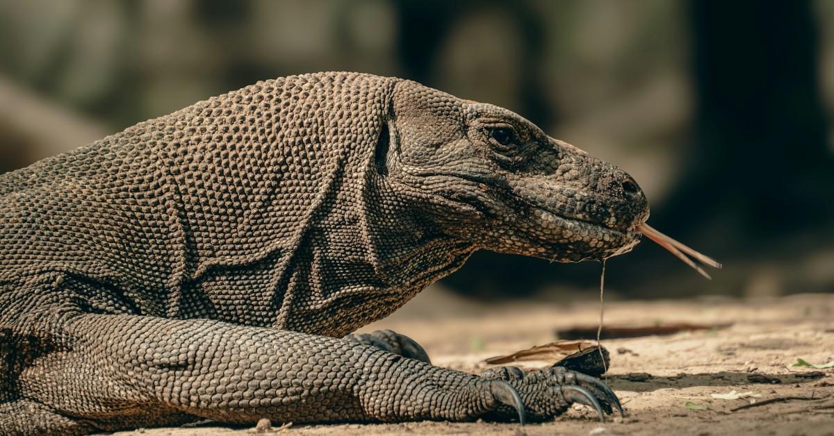 A stream of drool hangs from a Komodo dragon's mouth as he sticks his tounge out