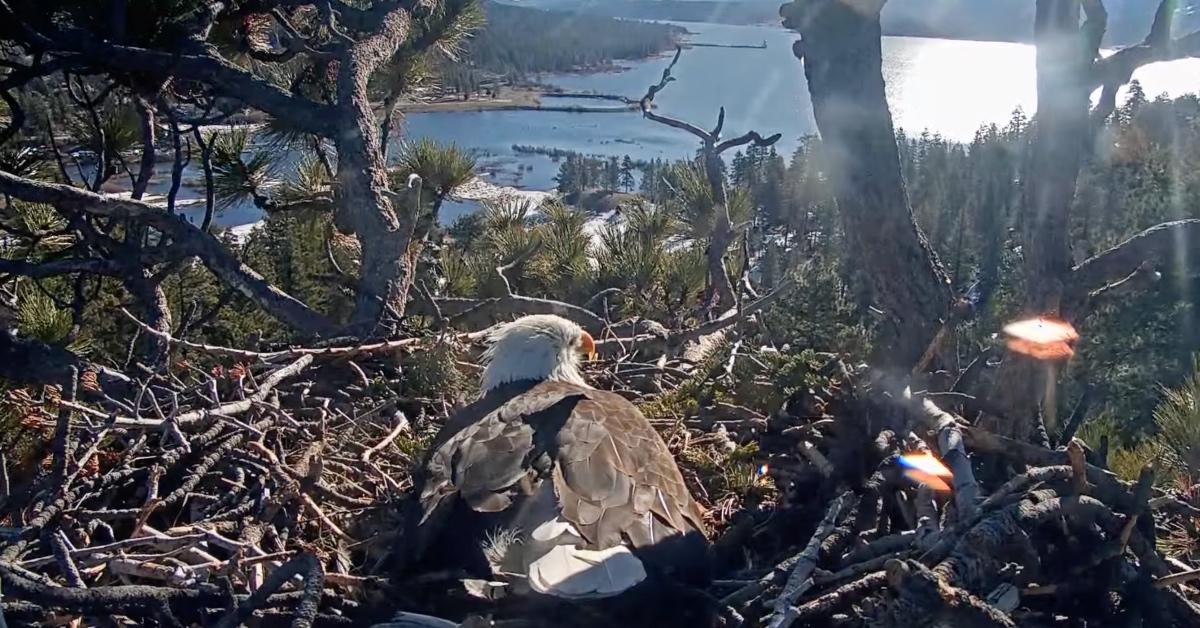 Eagle sits on nest during pip watch in March 2024.