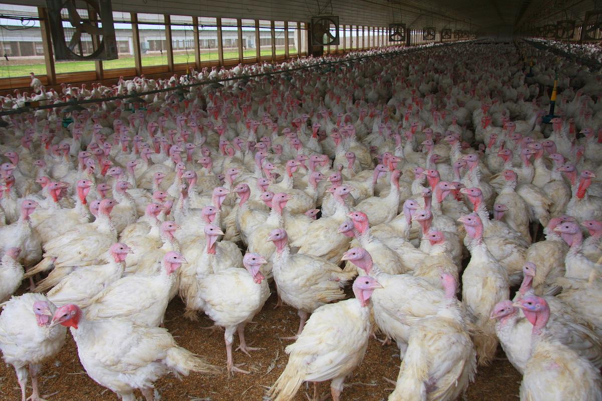 turkey farm