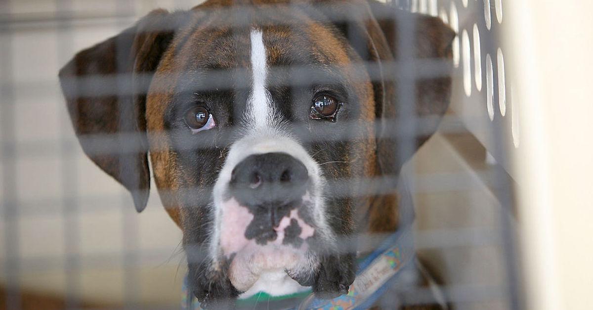 A dog in a crate