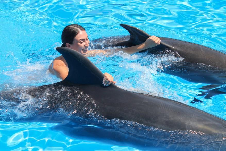 Are Dolphins Dangerous to Humans? Dolphin Encounters Pose Safety Risks