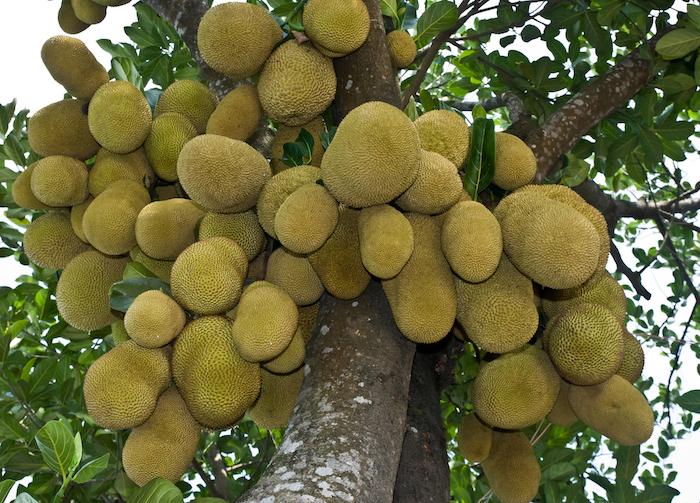 Jackfruit on a Tree