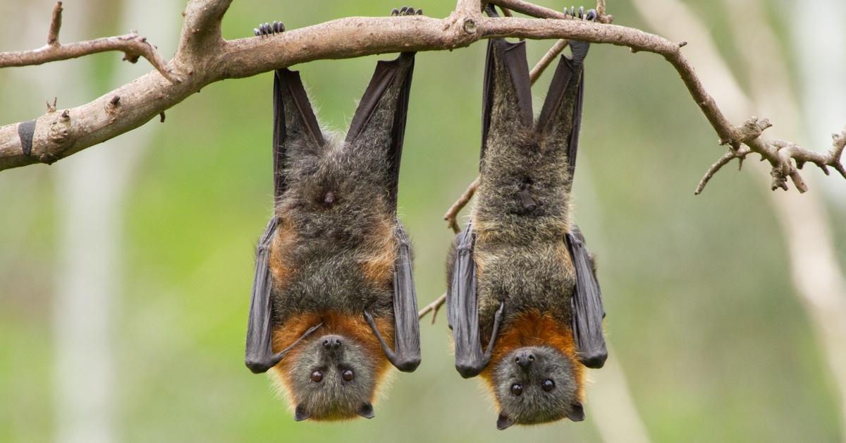 Two fruit bats hanging from a branch.