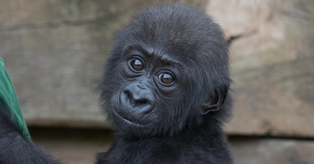 Baby gorilla in zoo