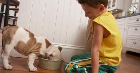 What are the best brands of sustainable dog food?