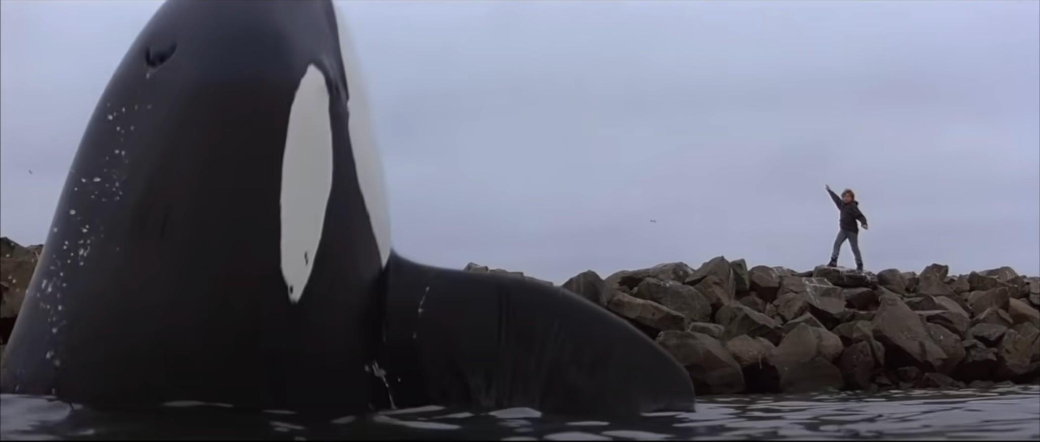 An iconic scene in which the killer whale in Free Willy rises above a child actor.