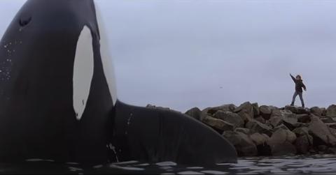 An iconic scene in which the killer whale in Free Willy rises above a child actor.