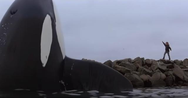 What Happened to Keiko the Killer Whale? Update