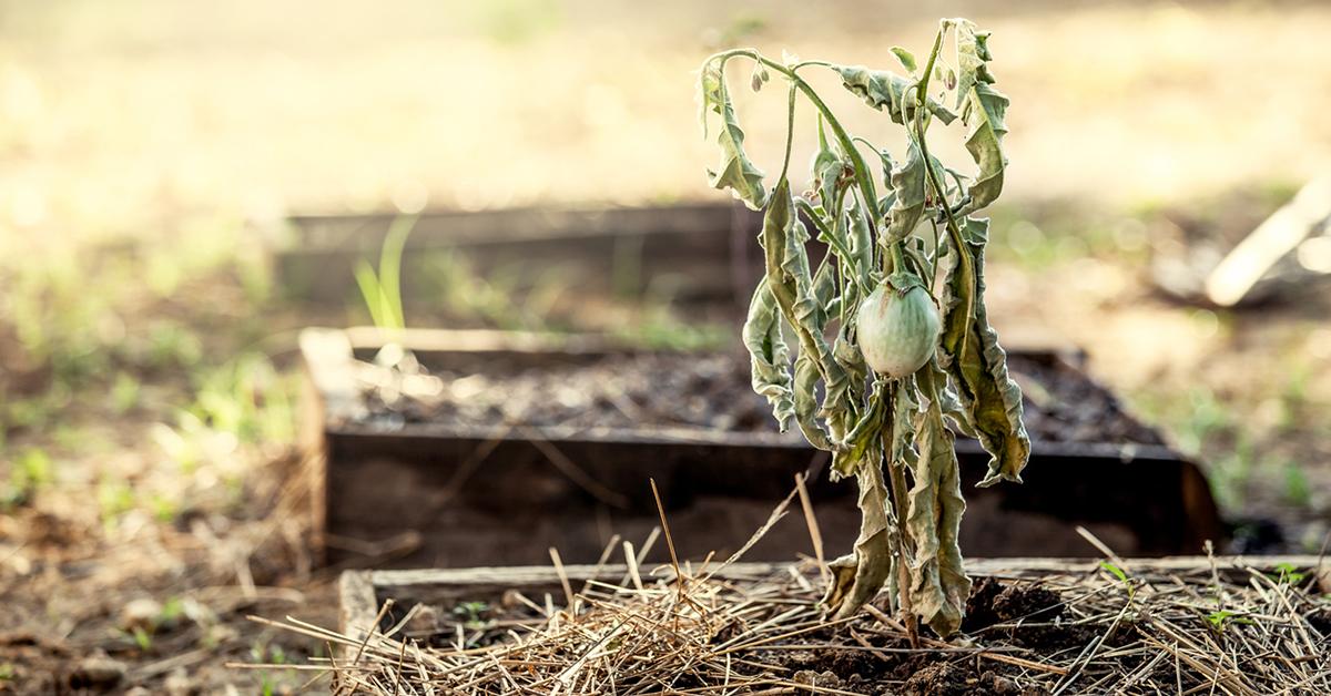 dying plants hack