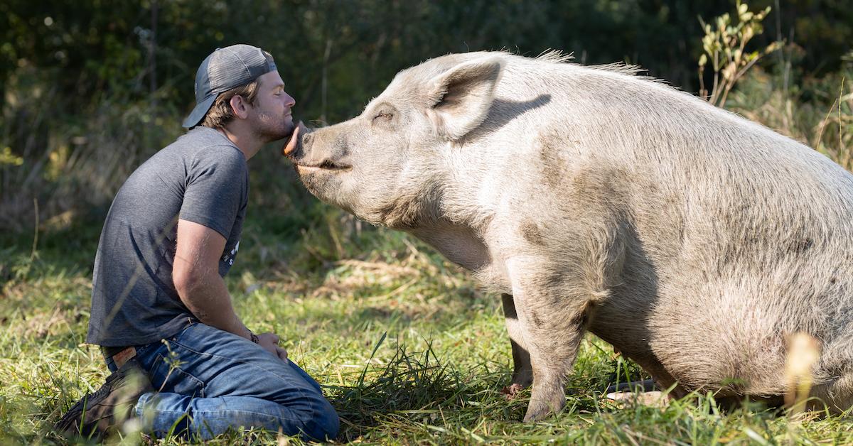 saved by the barn