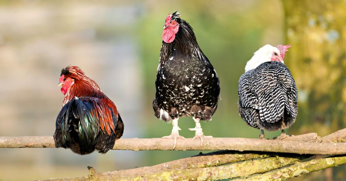 Three chickens perch on a tree branch