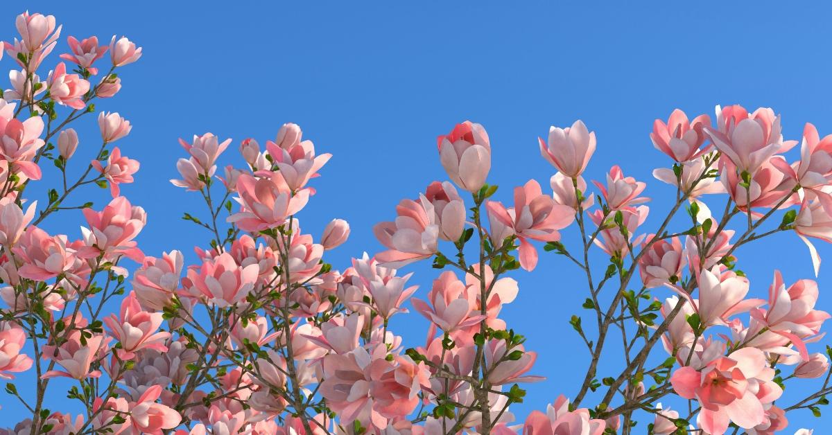 Close-up photograph of cherry blossoms. 