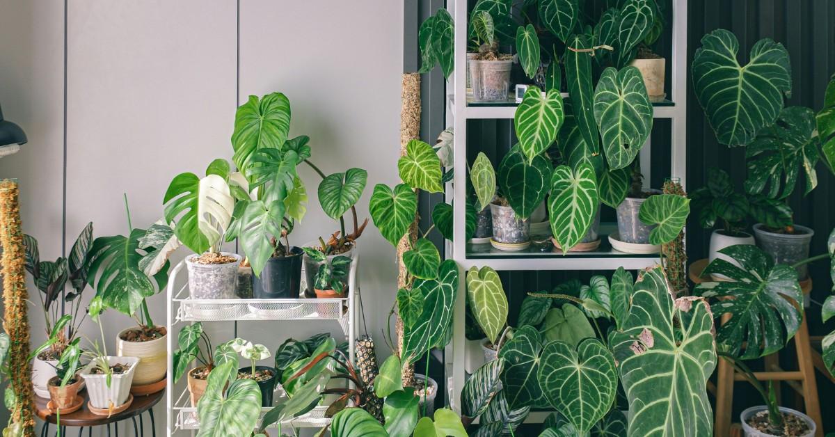 Indoor plants sit on the shelf