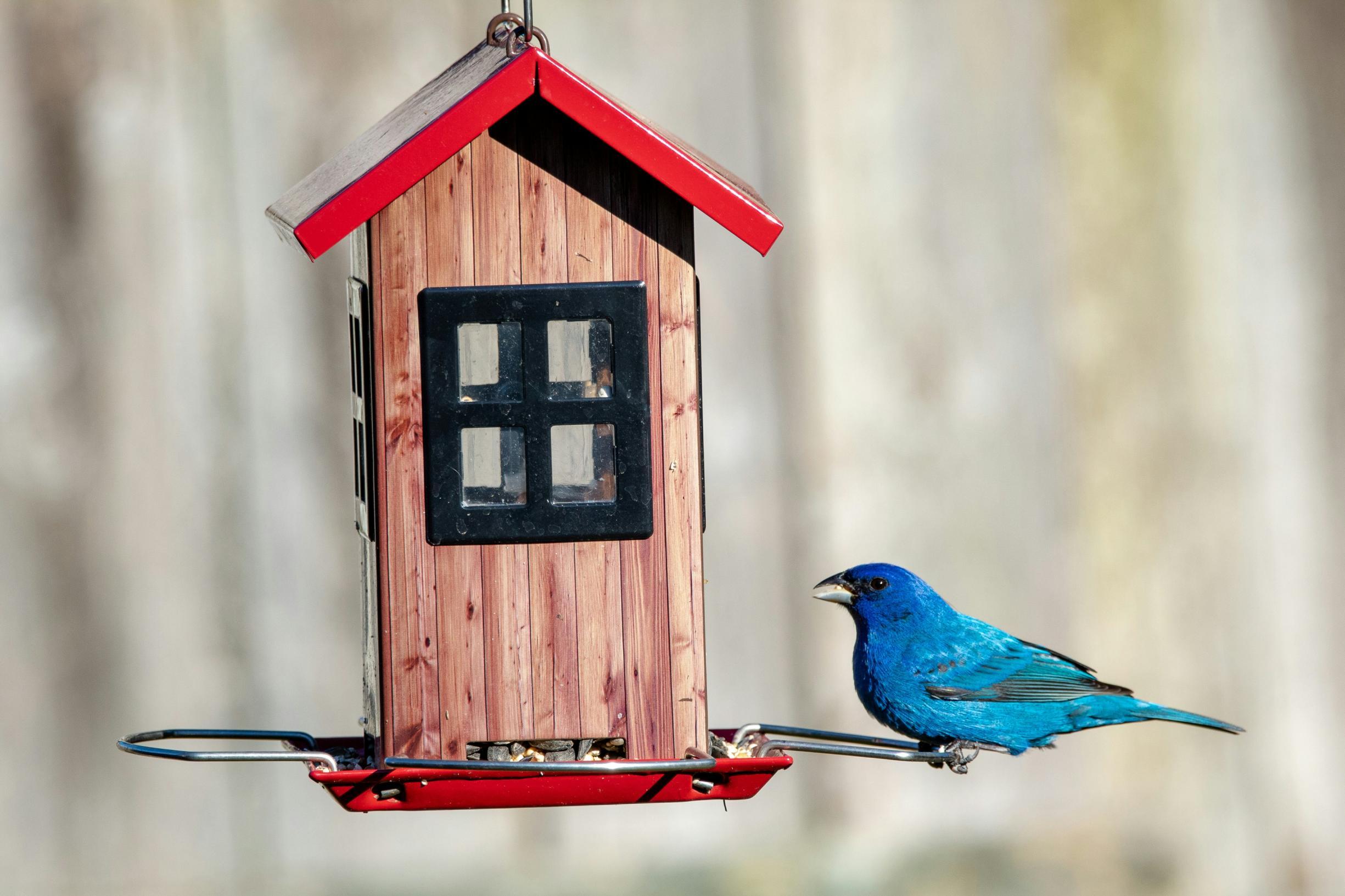 A male indigo bunting perches on a red wooden bird feeder in Cordova, TN, which is built to look like a house with windows.