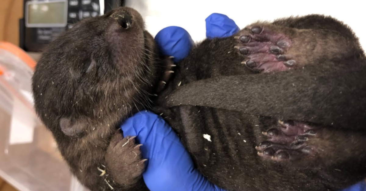 A vet holds a baby river otter