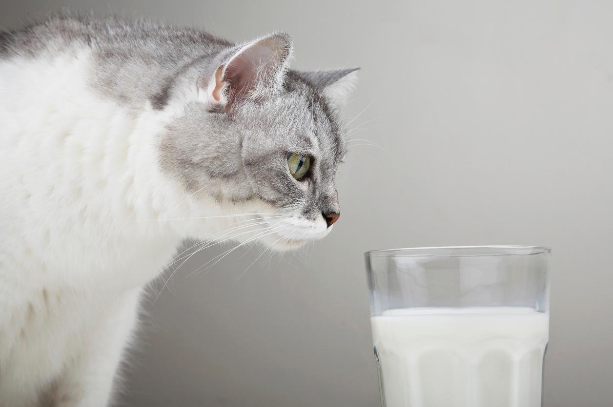 A white-and-gray cat sniffs a glass of milk.