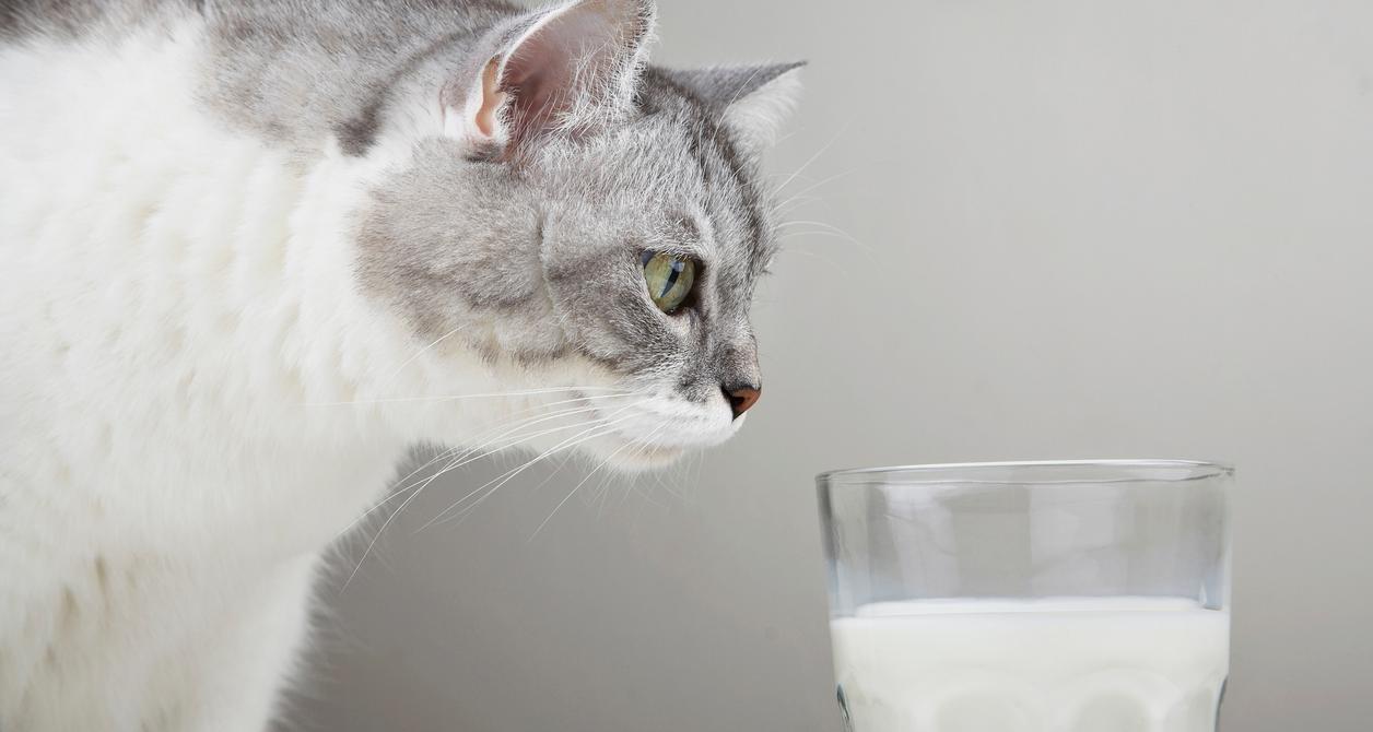 Can Cats Have Almond Milk or Oat Milk? The Answer, From Vets