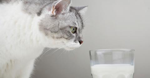 A white-and-gray cat sniffs a glass of milk.