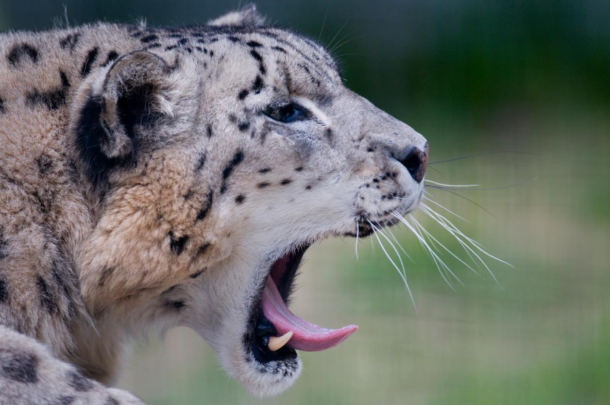 snow leopard roar