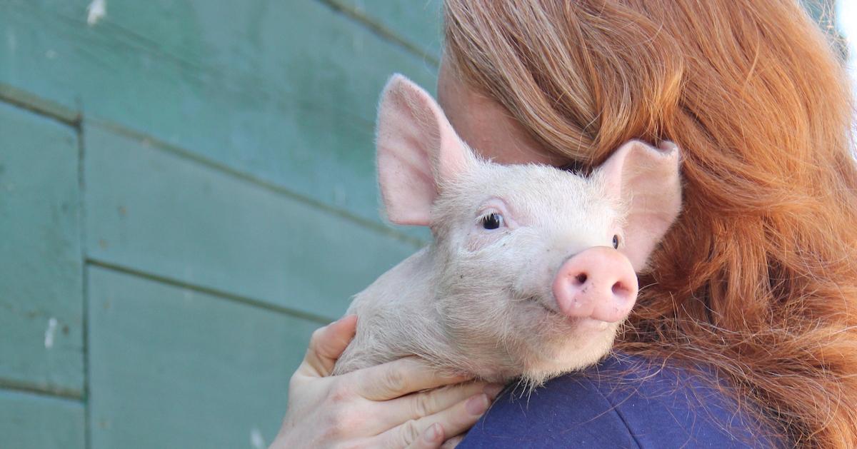 Woman holds baby pig on her shoulder