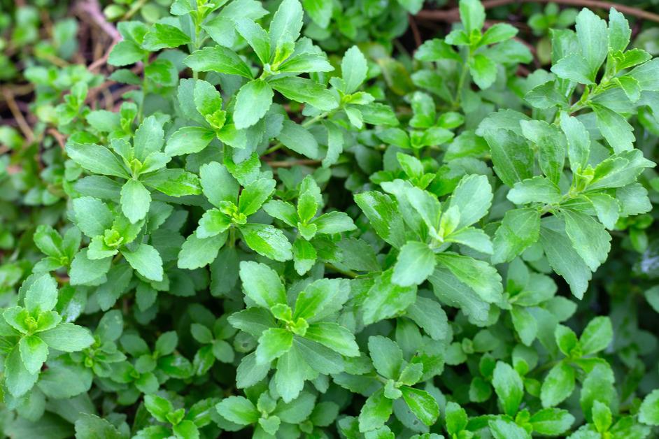 An aerial shot of the stevia plant.