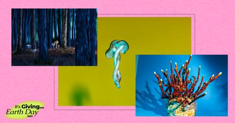 Photographs of mushrooms