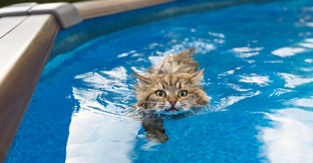 why do cats hate water