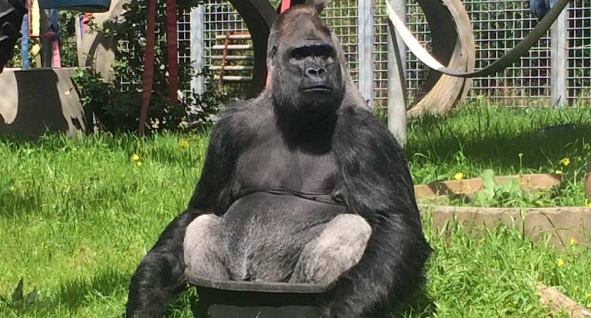 koko the gorilla