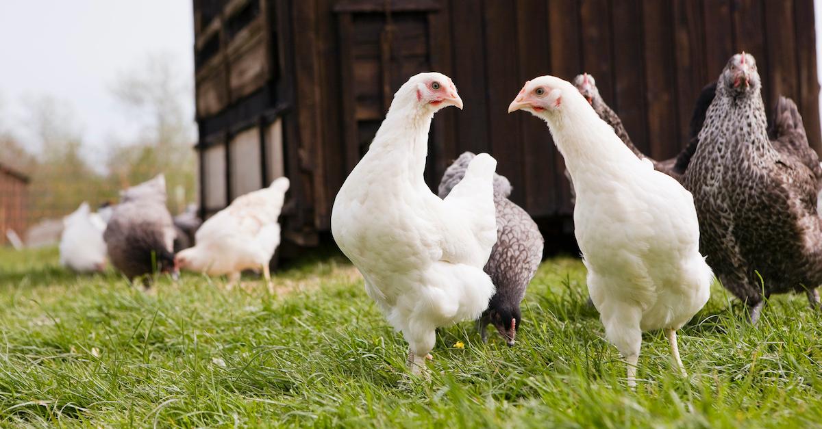 chicken backyard