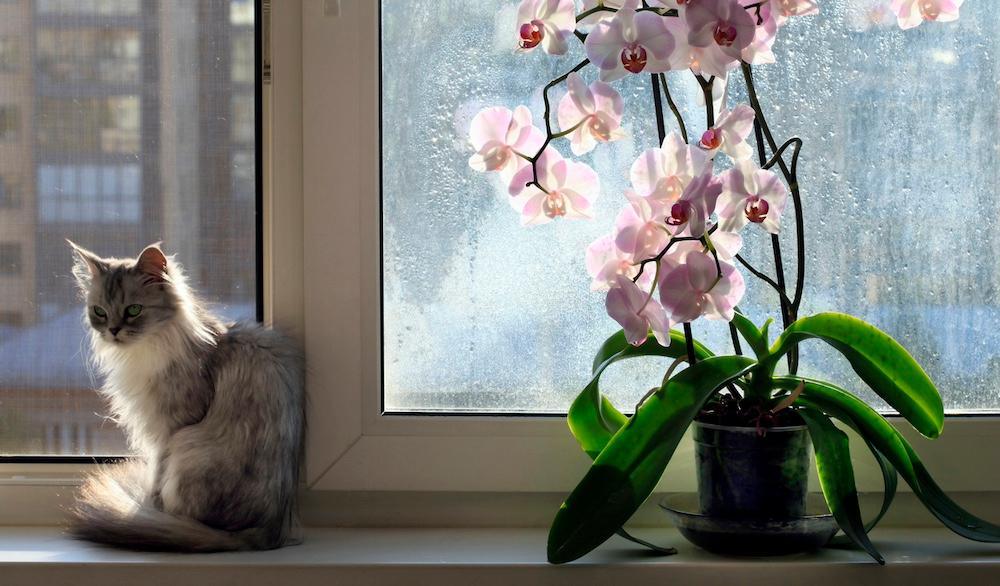 A fluffy cat sitting against a doorway next to pink orchids in front of a window.