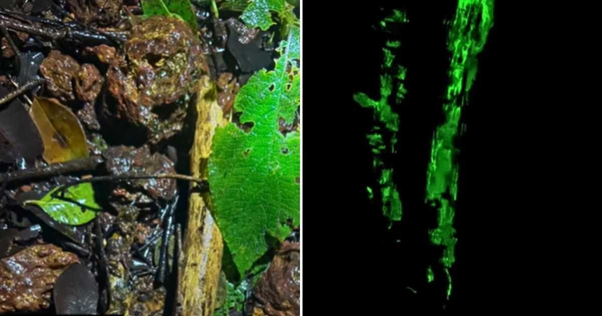 A photographer captures a glowing bamboo bark in a forest. (Cover Image Source: Instagram | @kopalthakur)