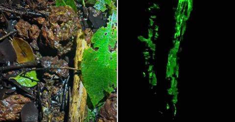 A photographer captures a glowing bamboo bark in a forest. (Cover Image Source: Instagram | @kopalthakur)