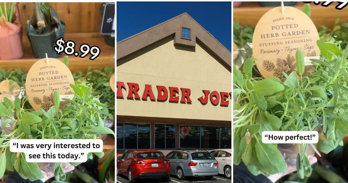 (L), (R) Woman purchases a potted herb garden from Trader Joe's (Cover Image Source: TikTok | @traderjoestalia) | (C) A Trader Joe's outlet sign (Representative Cover Image Source: Getty Images | Wolterk)