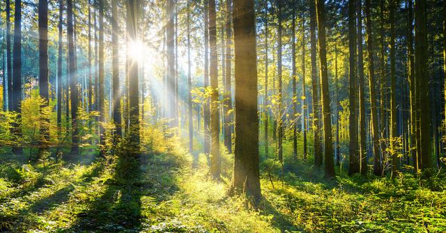 Arbor Day Foundation Pledges to Plant 100 Million Trees