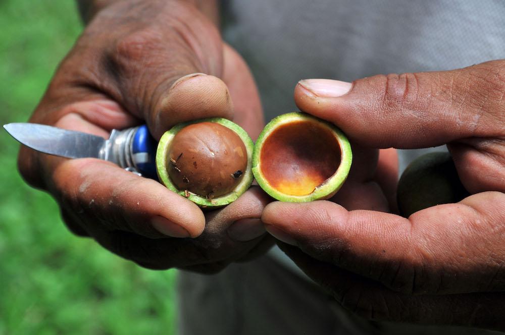 A Macadamia Nut