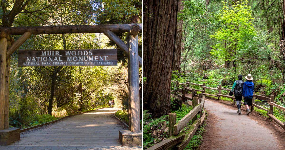 (L) Muir Woods National Woods signboard, (R) Visitor in Muir Woods (Representative Cover Image Source: Getty Images | (L) Bibirajh Sivamyinthan, (R) Kevin Thrash)