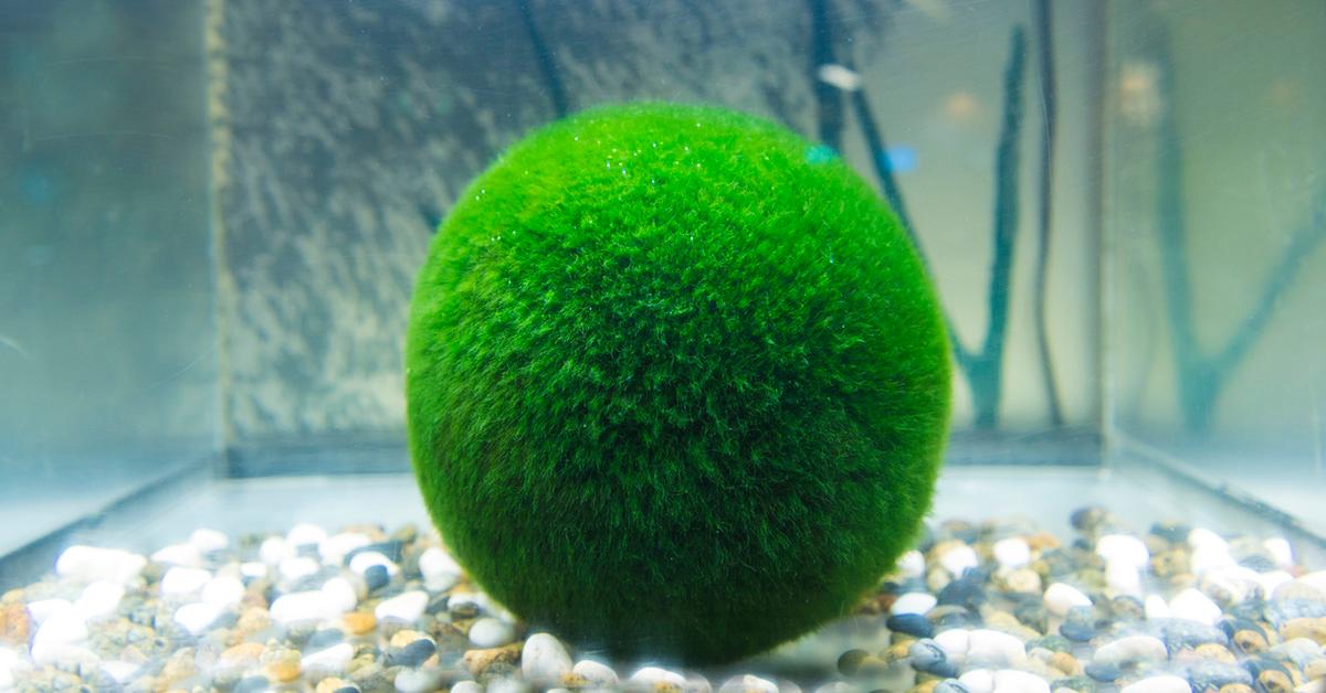 moss ball indoor plant