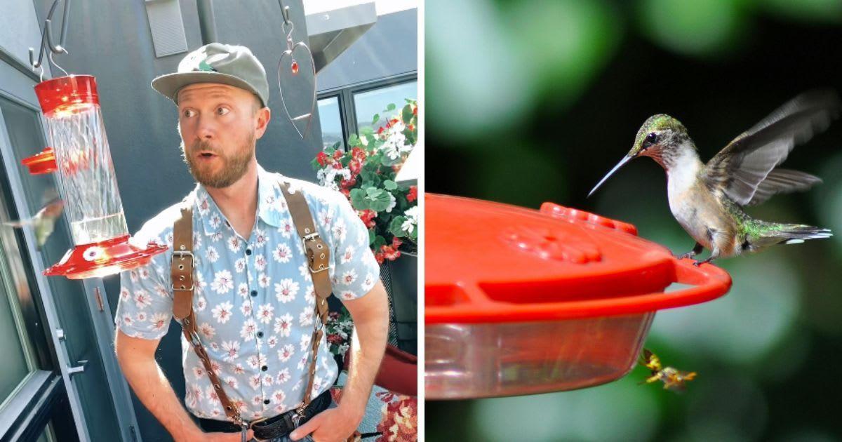 (L) Park ranger feeds hummingbirds at home (Cover Image Source: TikTok | @hum.daddy) | (R) A hummingbird enjoying nectar from a feeder. (Representative Cover Image Source: Pexels | Lynn Nash)