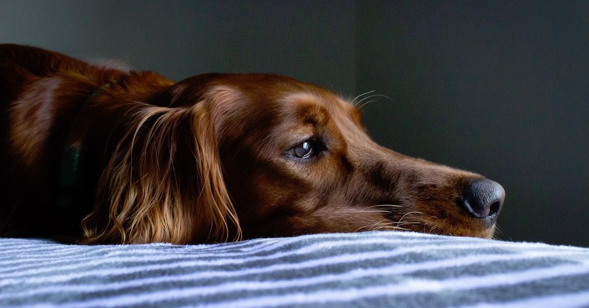 Natural Dog Diarrhea Remedies That Are Proven to Work