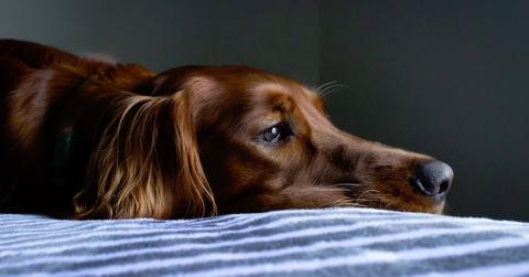 Natural dog diarrhea remedies