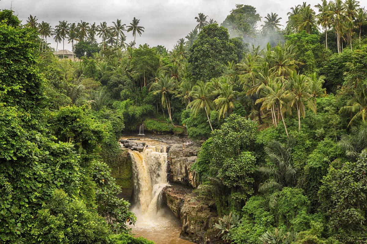 rainforest ban indonesia