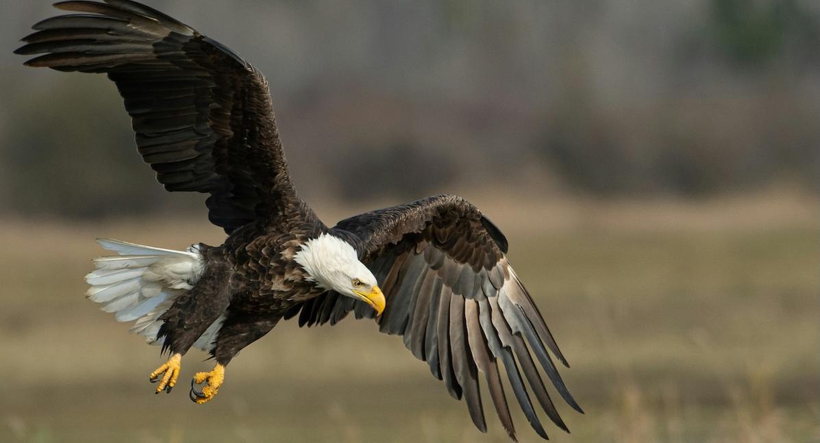 bald eagle