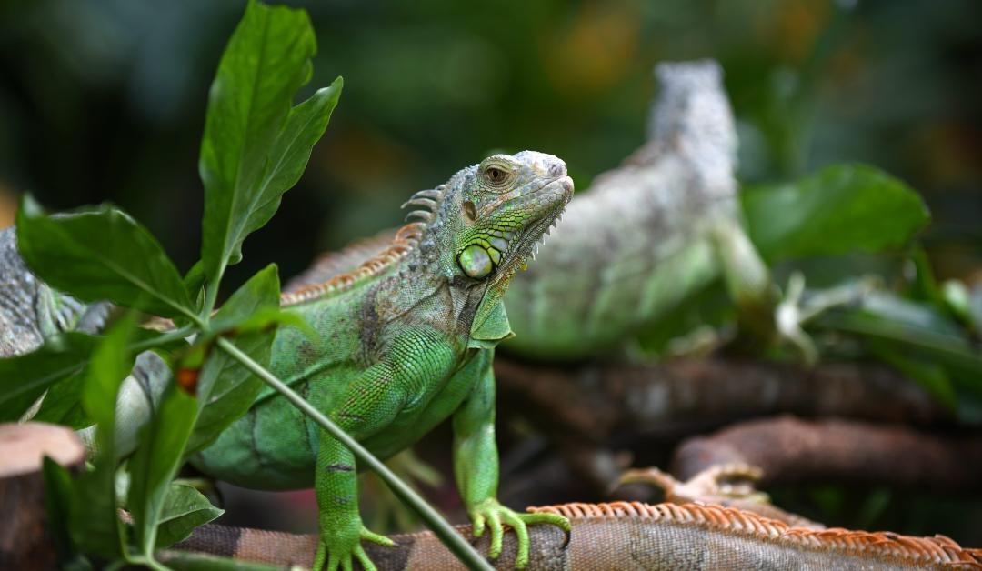 Two Komodo dragon cubs are pictured at Chimelong Safari Park in Guangzhou, Guangdong Province of China